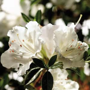 1 Gal. Autumn Angel Shrub with White Flowers (2-pack)