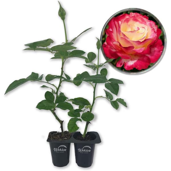 Double Delight Rose Bush- 2-Live Starter Plants in 2 in. Pots-Beautifully Fragrant Rose from Florida
