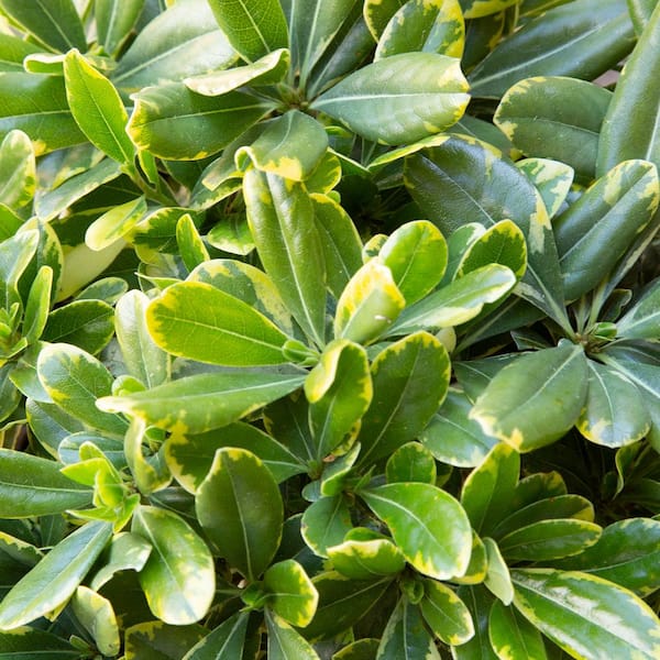 2 Gal. Mojo Pittosporum, Live Dwarf Evergreen Shrub, Green and White Variegated Foliage