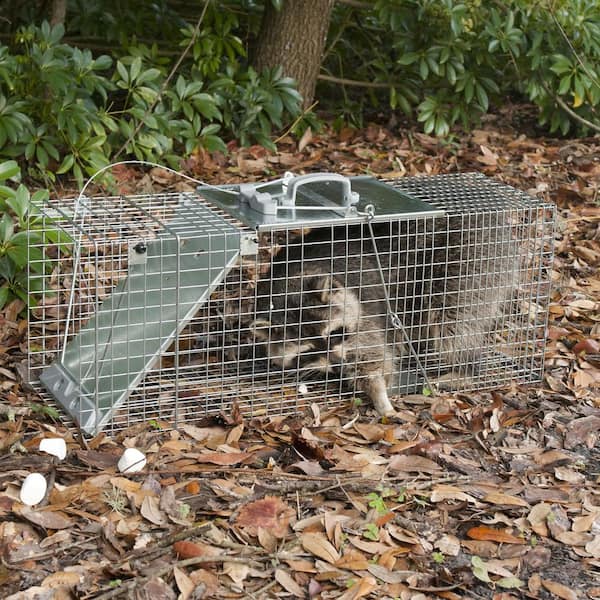 Havahart Easy Set Live Raccoon Trap, Gray, L