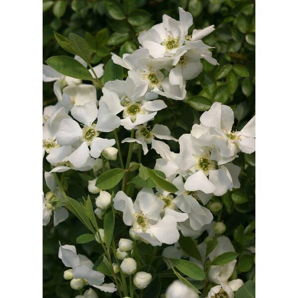 PROVEN WINNERS Snow Day Surprise ColorChoice Exochorda 4.5 in. Quart