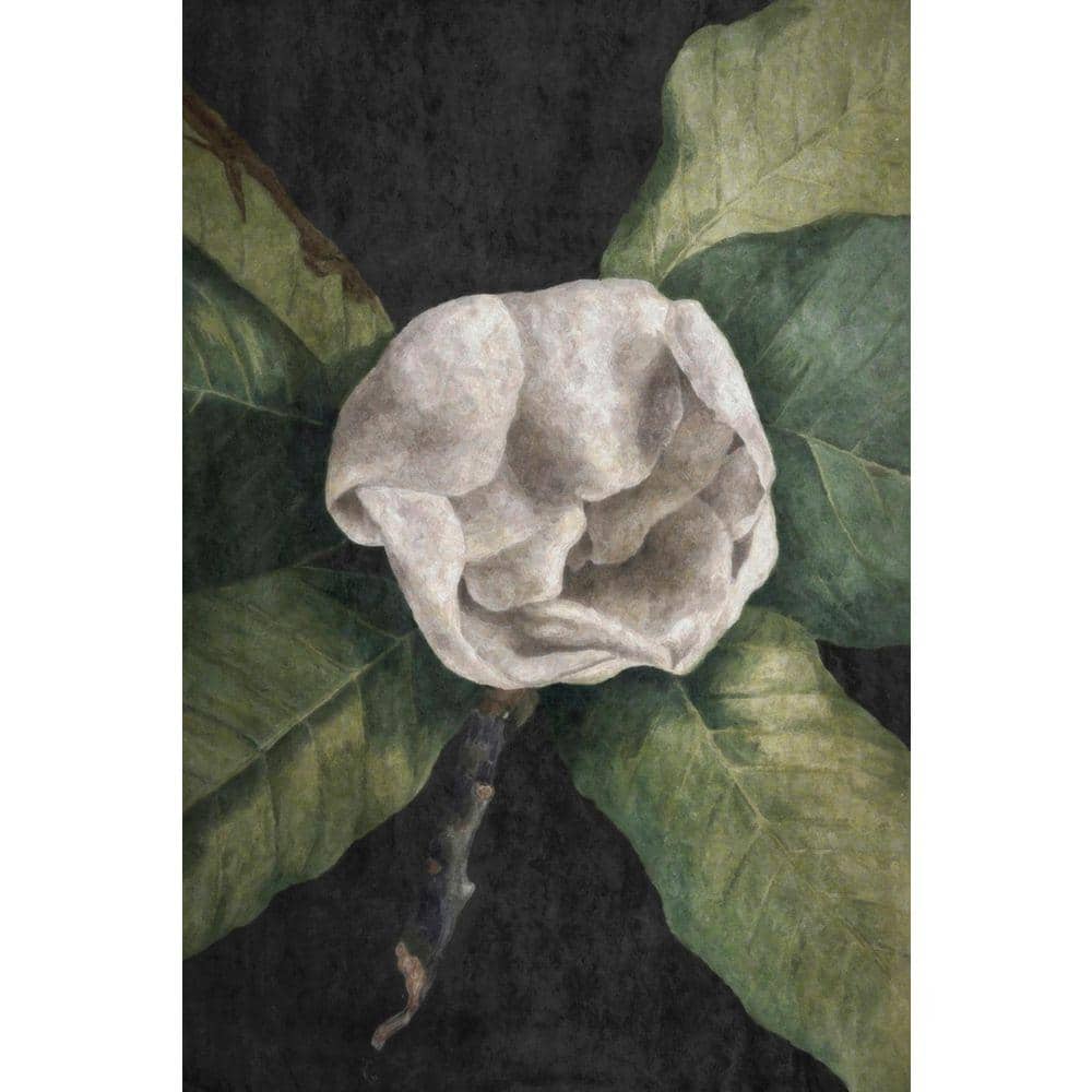 Botanical Dream 1 by Grotto Studios Unframed Graphic Print Poster Art Print 36 in. x 24 in. price history on PriceWatchPro
