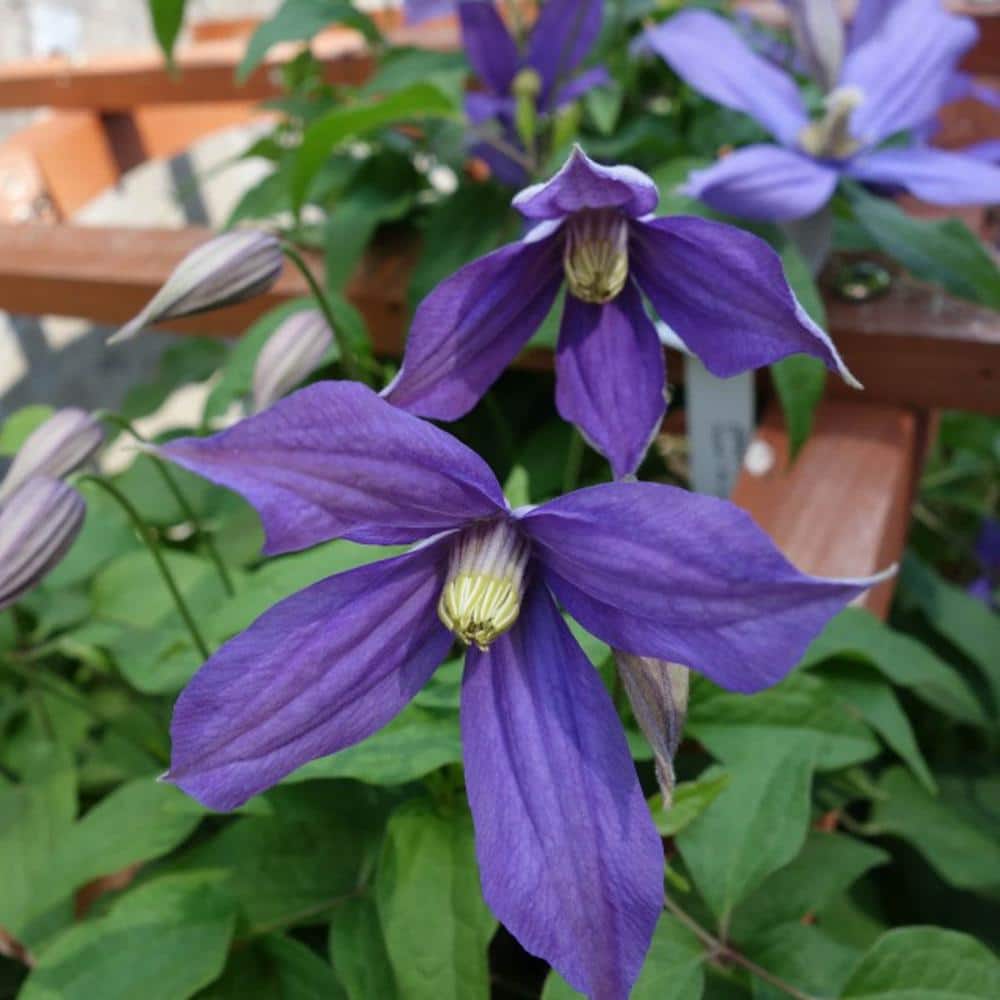 1 Gal. Pot, Chloe Clematis Vine, Potted Blue Flowering Perennial Plant (1-Pack) price history on PriceWatchPro