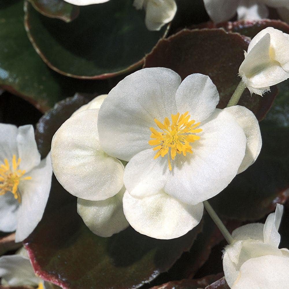 1 Gal Bronze Leaf White Begonia Plant 17094