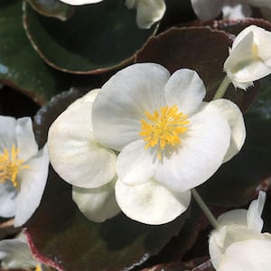 1.38 PT. Bronze Leaf Begonia Annual Plant with White Flowers