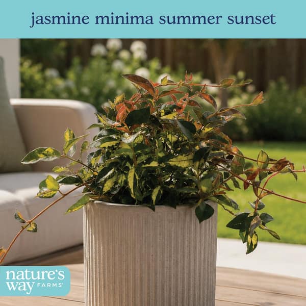 NATURE'S WAY FARMS 2 qt. Summer Sunset Minima Jasmine Flowering