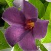 national PLANT NETWORK 4 in. Mandevilla Bluephoria Summer Annual Plant with Blue Flowers (3-Pack) HD2158