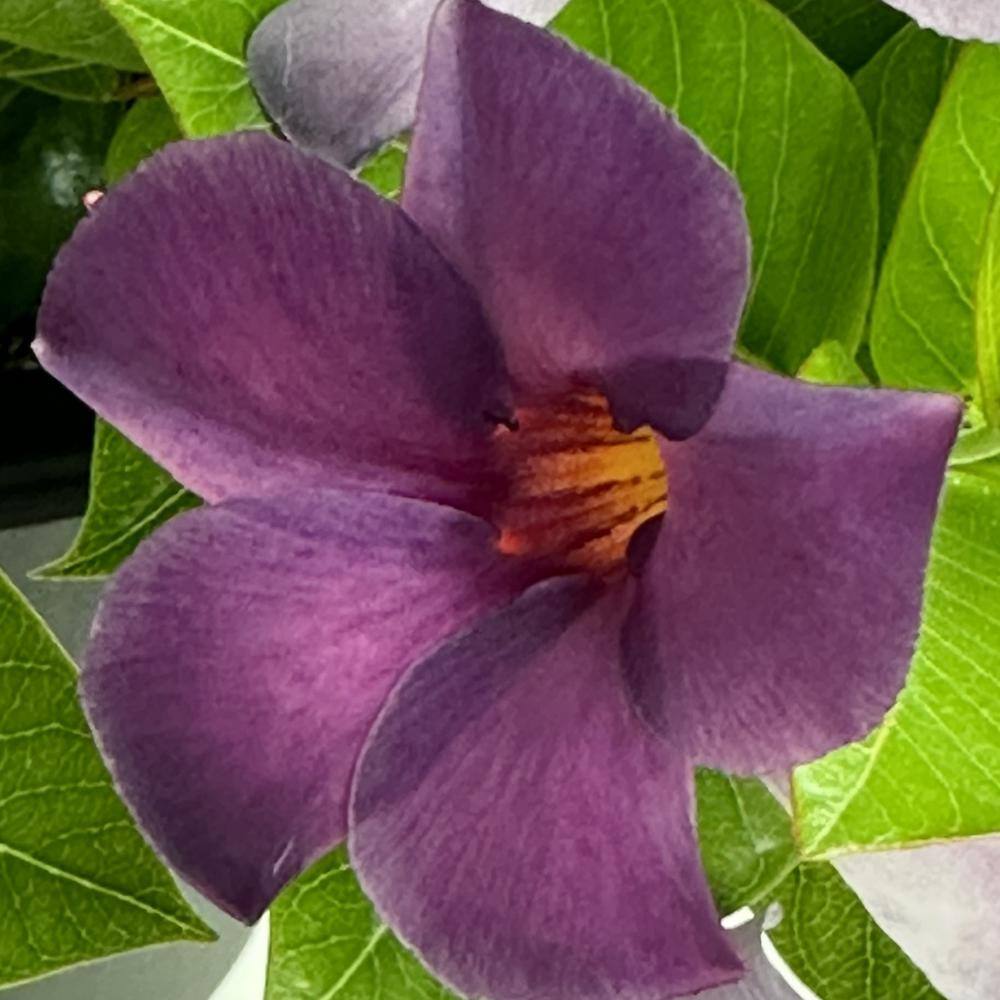 4 in. Mandevilla Bluephoria Summer Annual Plant with Blue Flowers (3-Pack) price history on PriceWatchPro
