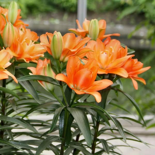 national PLANT NETWORK Bare Root Oriental Lily Looks Tiny Double