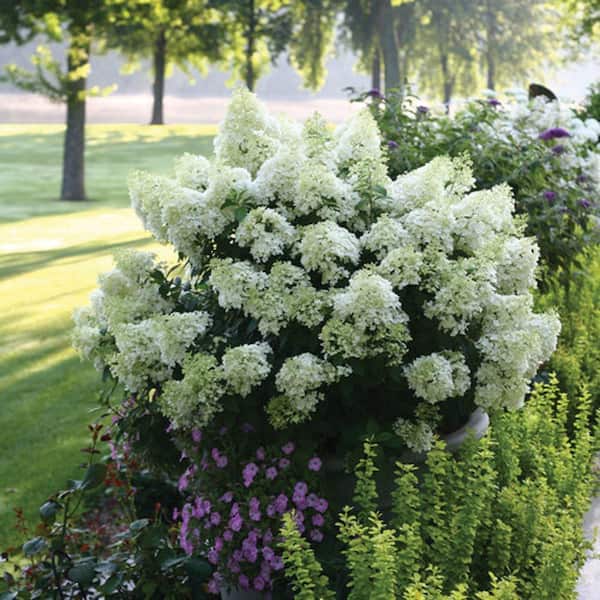 BELL NURSERY 2 Gal. Bobo Hydrangea Hydrangea Paniculata Live Flowering Shrub with White to Pink Flowers