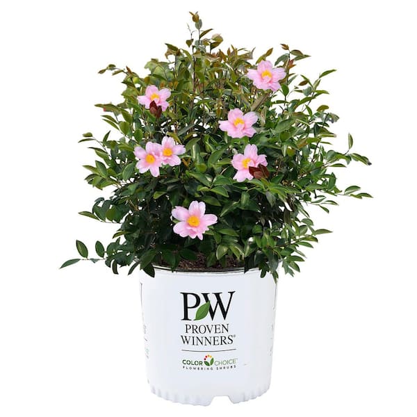 1 Gal. Just Chill Red Tip Camellia Shrub