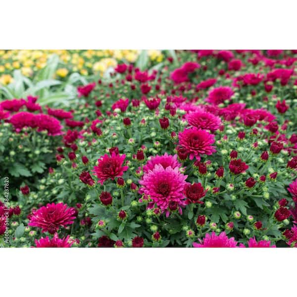 BELL NURSERY 6 in. Mum Purple Live Annual Plant (2-Pack)