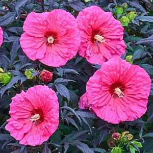 Evening Rose Perennial Hibiscus, Live Bareroot Plant with Pink Flowers (1-Pack)