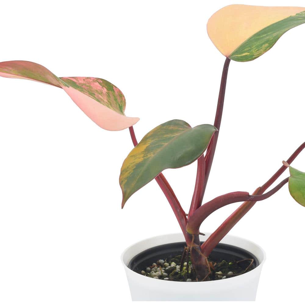 Philodendron Strawberry Shake in White Planter, Large Indoor Plant