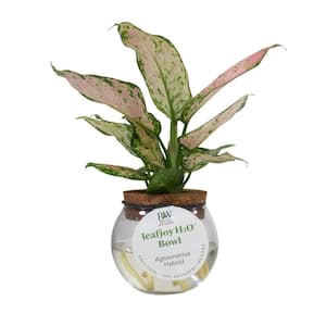 3 in. leafjoy H2O Bowl Aglaonema Pink Hybrid Live Indoor Plant in Glass Vase