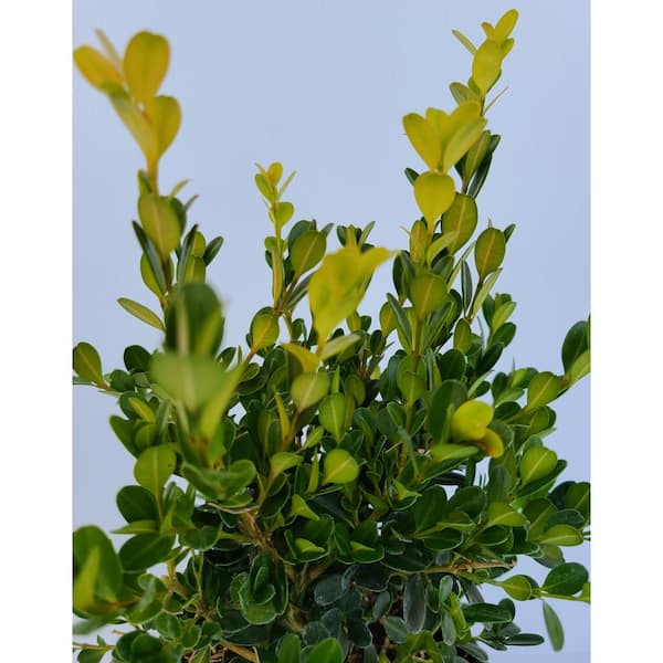 Cottage Gardens - 1 Gal. Boxwood Koreana Shrub