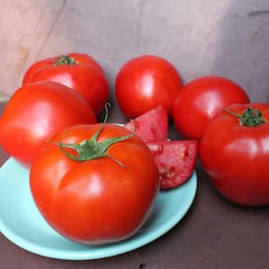 2.32 qt. Summer Set Tomato Plant