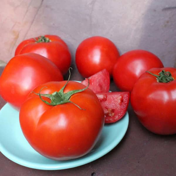 Bonnie Plants 2.32 qt. Summer Set Tomato Plant
