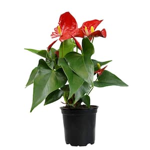 4.25 in. Red Anthurium Live House Plant in Grower Pot