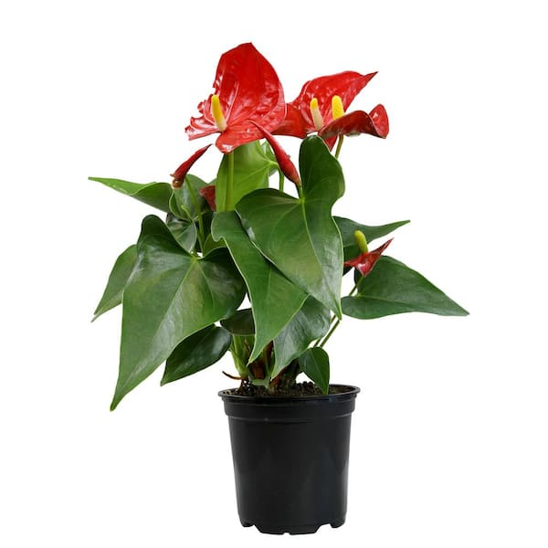 ALTMAN PLANTS 4.25 in. Red Anthurium Live House Plant in Grower Pot