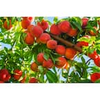 3 ft. Red Haven Semi Dwarf Peach Tree with Delicious Self Pollinating Fruit