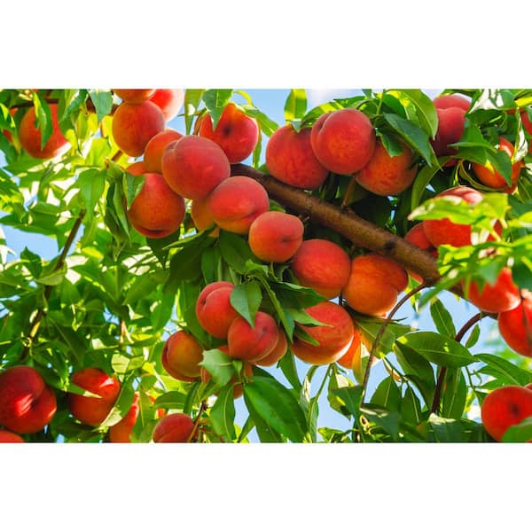 Online Orchards 3 ft. Red Haven Semi Dwarf Peach Tree with Delicious Self Pollinating Fruit