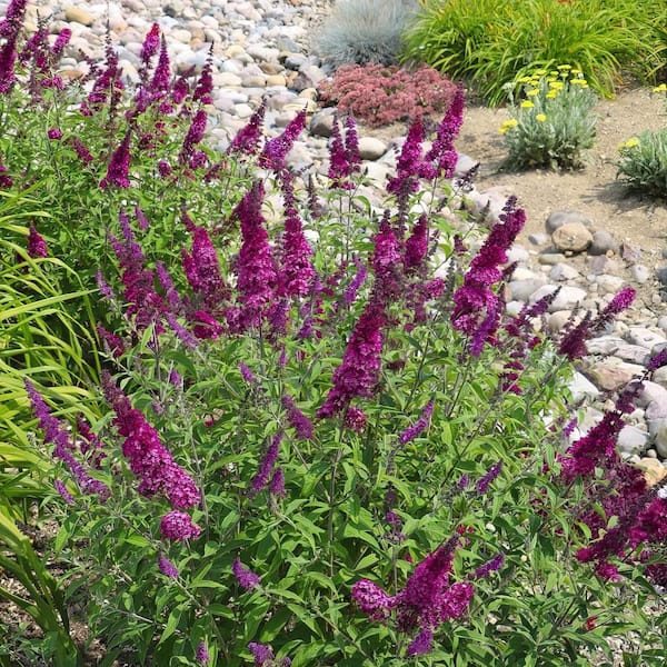 national PLANT NETWORK 2.5 Qt Blaze Pink Buddleia Plant with Pink 