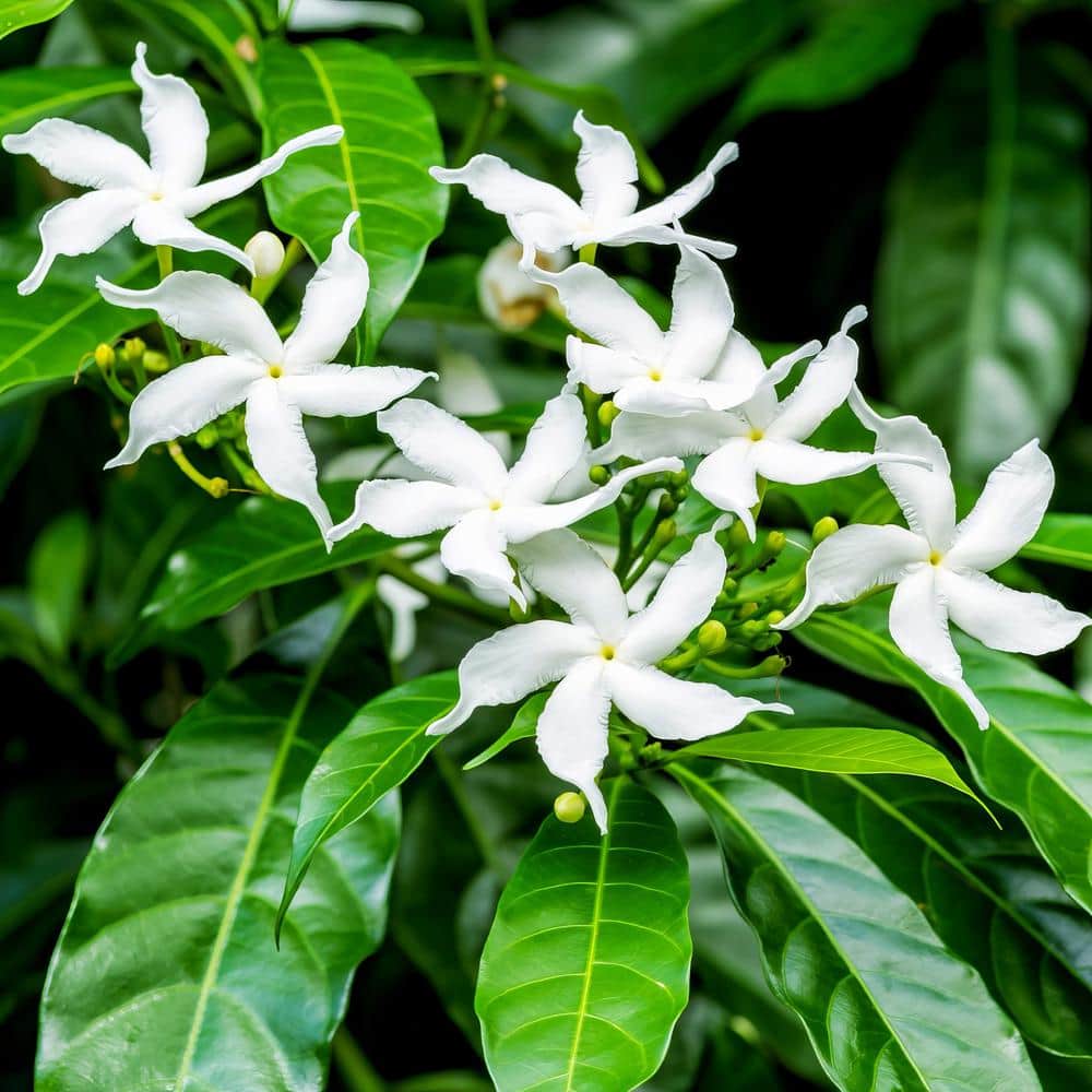 2.5 qt. White Jasmine Sambac Plant in Pot