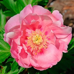 4 in. Pot Itoh Peony Strawberry Crme Brulee Live Potted Perennial Pink Flowers