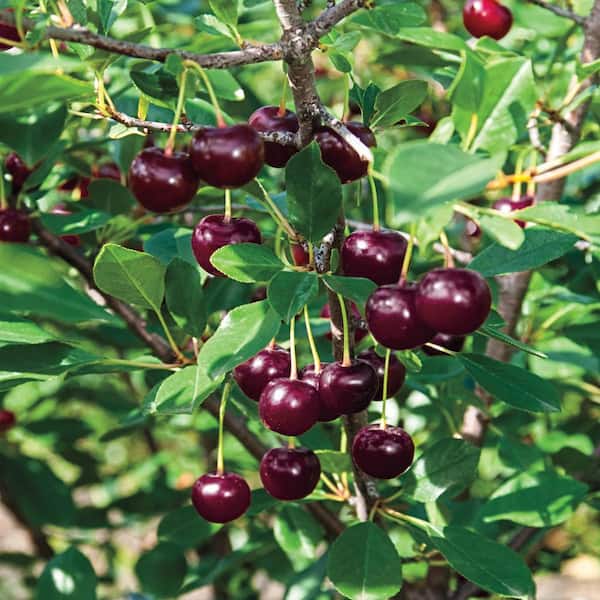 Gurney's 1 Gal. Juliet Dwarf Bush Cherry Prunus, Live Fruiting Tree (1-Pack)