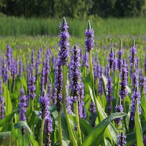 Givhandys 4 in. Potted Pickerel Rush Bog/Marginal Aquatic Pond Plant