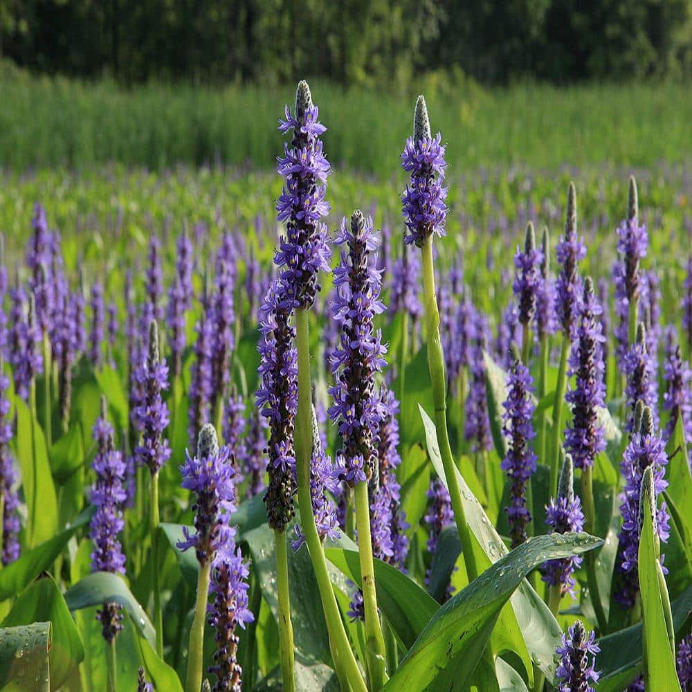 givhandys-4-in-potted-pickerel-rush-bog-marginal-aquatic-pond-plant-pickerel-rush-the-home-depot