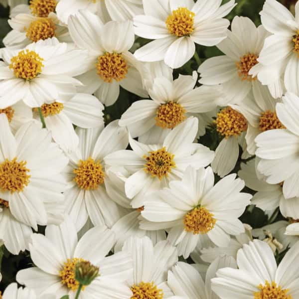 Proven Winners 4.25 in. Eco+ Grande Campfire Marshmallow Apache Beggarticks (Bidens Hybrid) Live Annual Plant with White Flowers 4-Pack