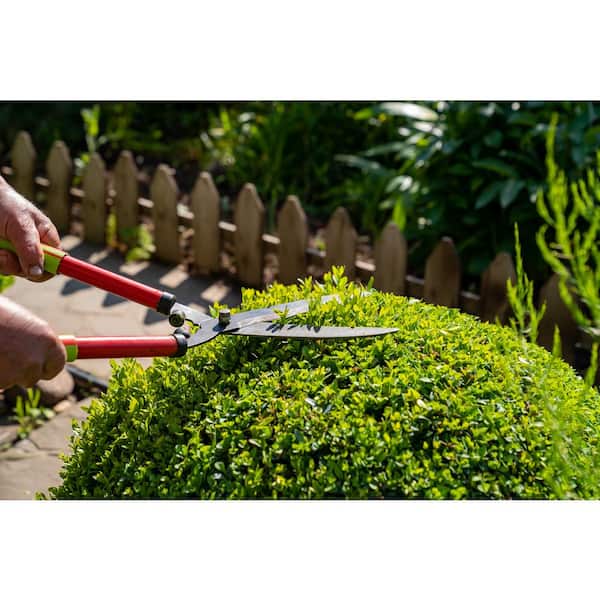 3 Gal. Calgary Boxwood (Buxus Sempervirens) Live Evergreen Shrub