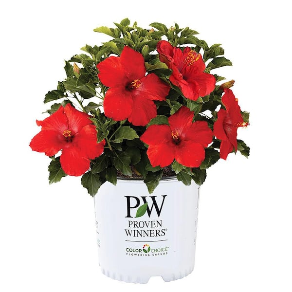 PROVEN WINNERS 2 Gal. Hot Shot Hibiscus Shrub