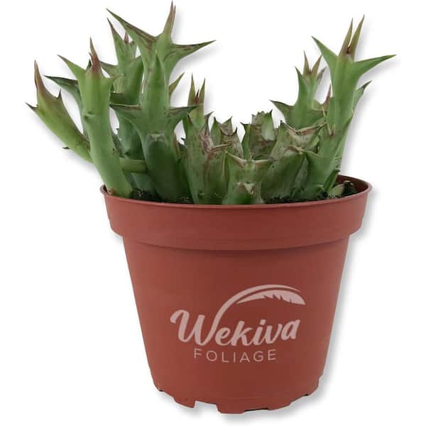 Wekiva Foliage Caralluma Cactus-Variegated-Live Plant in a 4 Inch Pot-Orbea Schweinfurthii Variegata-Beautiful Indoor Cacti