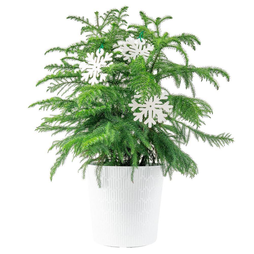 Reviews for Costa Farms Norfolk Island Pine Indoor Plant in 10 in