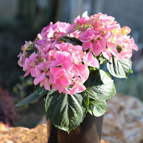 ALTMAN PLANTS 8 in. Hydrangea Early Pink in Grow Pot Single Plant