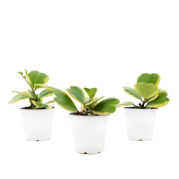 national PLANT NETWORK 2.5 in. Hoya Variegated Heart Vine (3-Pack)