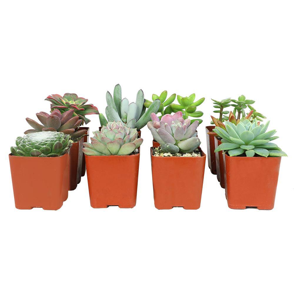 Multicolor Indoor/Outdoor Succulent Variety Pack with Plastic Pots