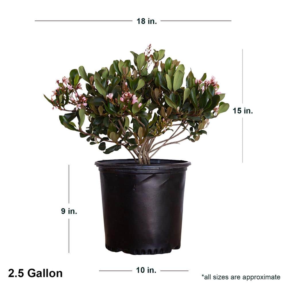2.5 Gal. Eleanor Taber Indian Hawthorn, Live Evergreen Shrub, Pink Blooms - Thumbnail 3