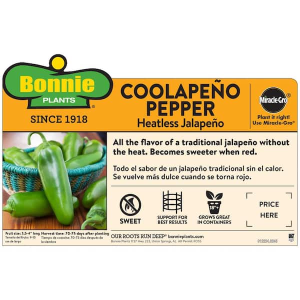 19 oz. Coolapeno Heatless Jalapeno Pepper Plant