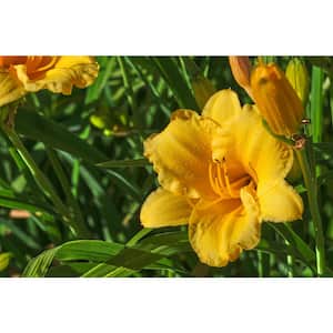 1 Gal. Stella de Oro Daylily (Hemerocallis) Live Flowering Full Sun Perennial Plant with Golden Yellow Flowers