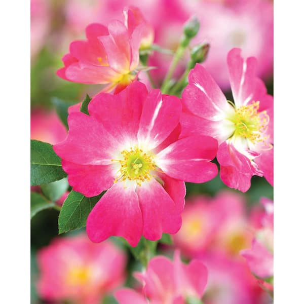 1 Gal. Pink Drift Rose Bush with Pink Flowers