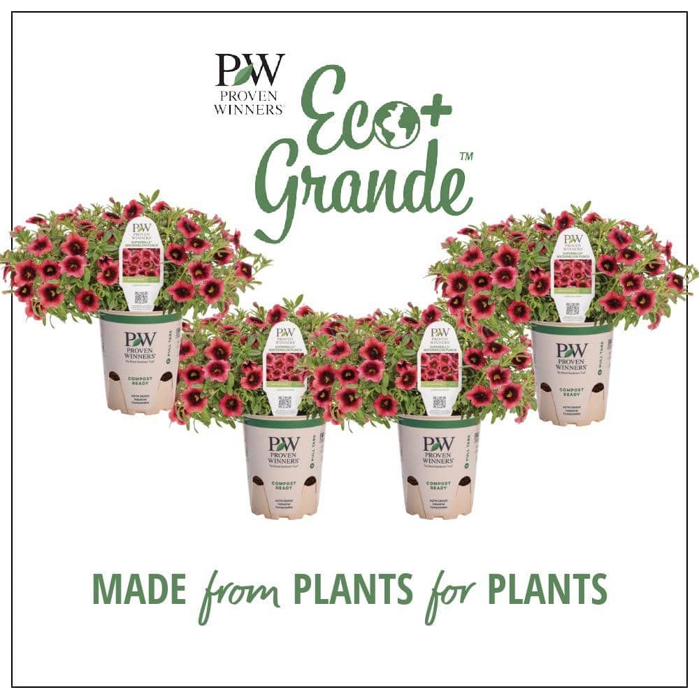 PROVEN WINNERS 4.25 in. Eco+Grande Superbells Coral Pink Flowers