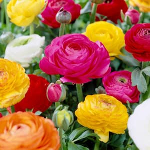 Butter Cups Bulbs Ranunculus Double Blooming Mixed (Set of 25)