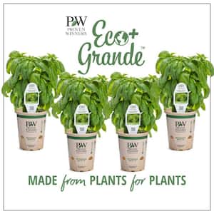 4.25 in. Eco+Grande, Pesto Besto (Ocimum) Live Plant, Green Edible Foliage (4-Pack)
