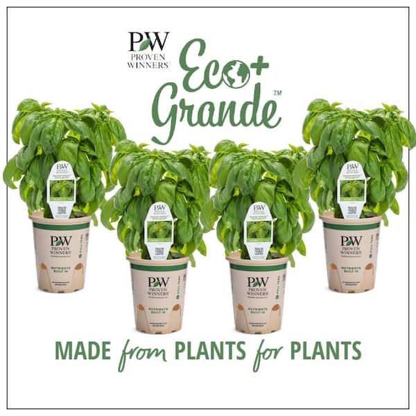 PROVEN WINNERS 4.25 in. Eco+Grande, Pesto Besto (Ocimum) Live Plant, Green Edible Foliage (4-Pack)