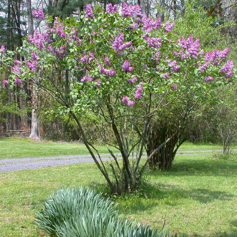 Spring Hill Nurseries President Grevy French Hybrid Lilac, Live