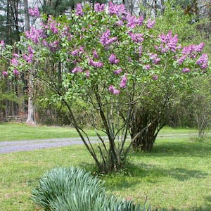 President Grevy French Hybrid Lilac, Live Bareroot Deciduous Flowering Shrubs with Light Purple Flowers (3-Pack)